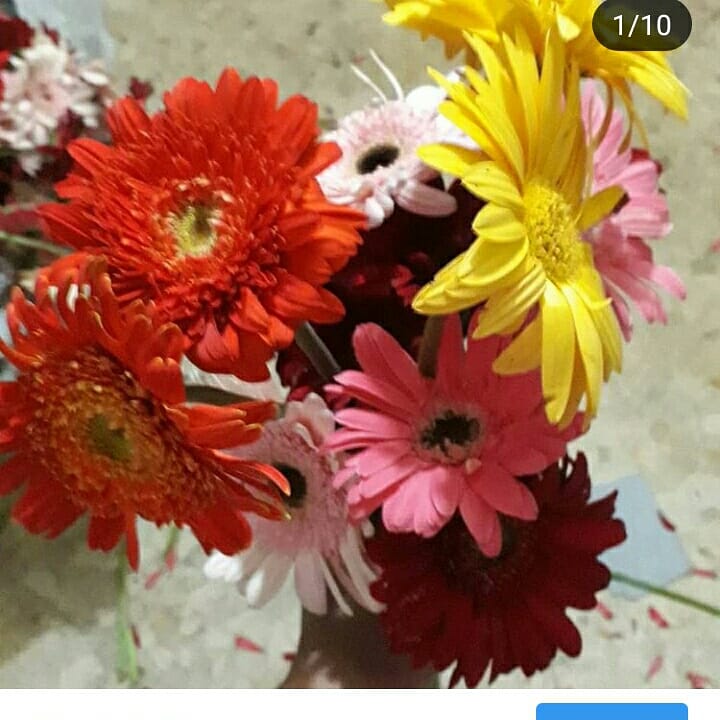 Yoveline's tweet photo. Daisy flower https://t.co/xDvzMqxuKQ