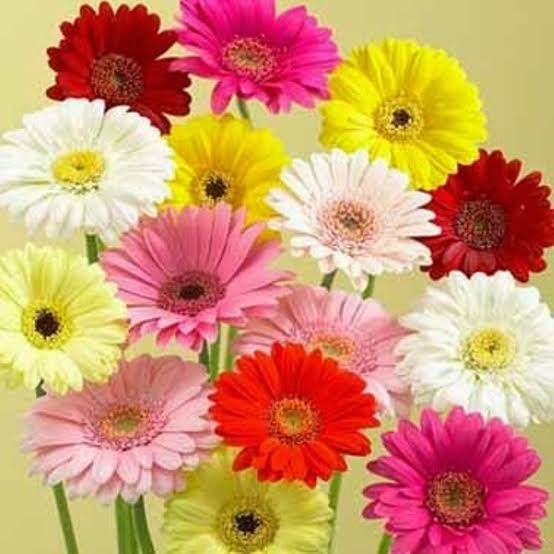 Yoveline's tweet photo. #daisyflower #flowers #Daisy #bandung #jualbunga #decorate #weddingevent #events # https://t.co/L94eveoYrr