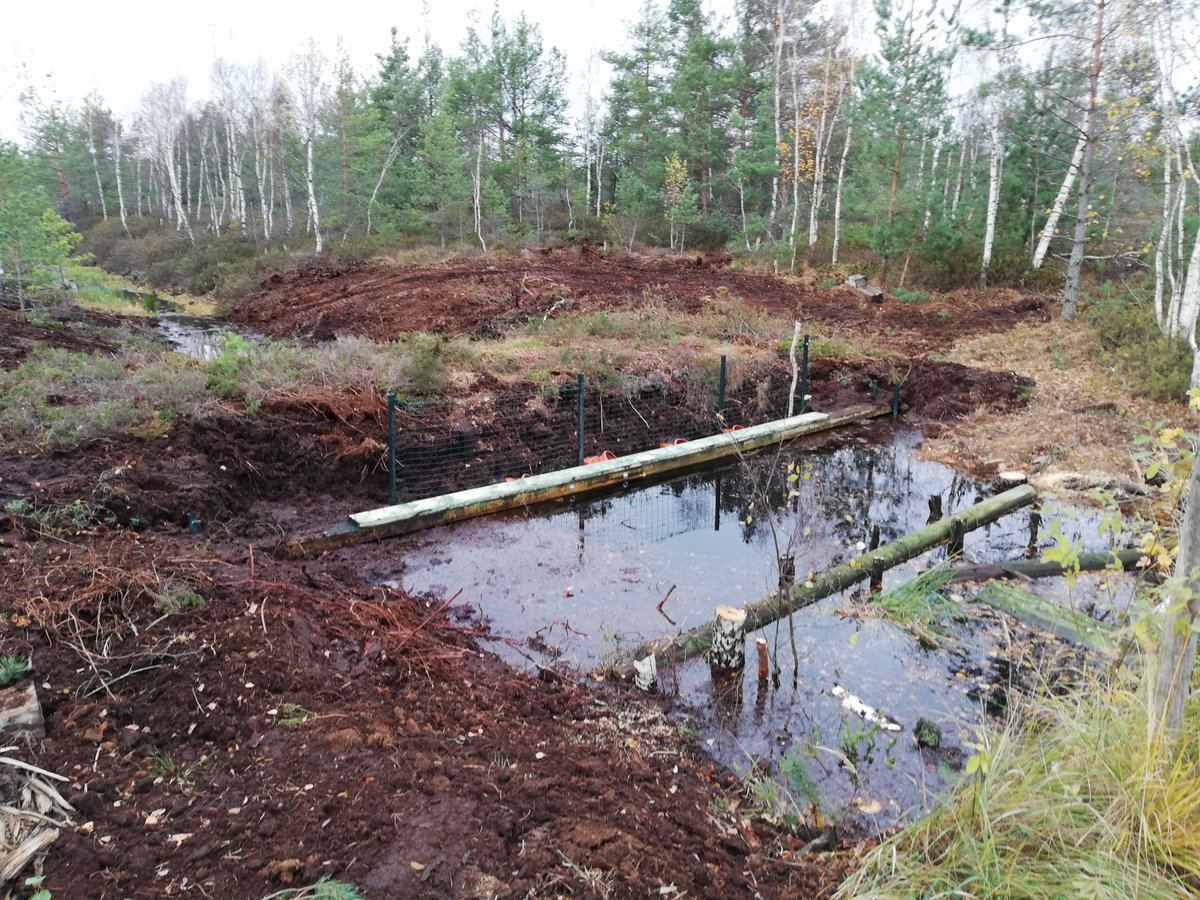LIFE_REstore's tweet photo. @LIFE_REstore izbūvējis inovatīvus kūdras dambjus dabas lieguma “Laugas purvs” saglabāšanai ilgtermiņā un nozīmīgo purva biotopu atjaunošanai vairāk nekā 300 ha platībā. Vairāk: https://t.co/enDT26NhuZ https://t.co/91mKmdNllt