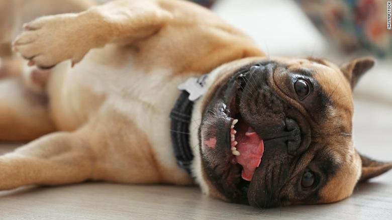 cnni's tweet photo. A new study says dogs aren't really all that smart (except yours, yours is obviously amazing!) https://t.co/IXjQGh0Ayx https://t.co/4Qxf7QrhGY