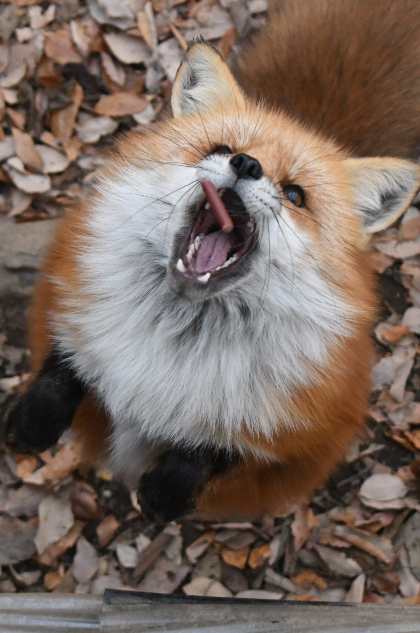 Hank (@zxHankzx) / X