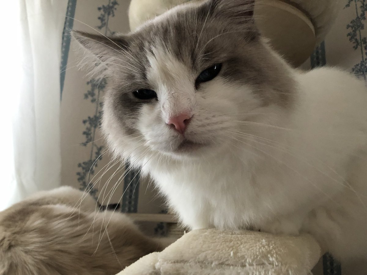 Cat_Whispers's tweet photo. Project lurk until she moves has begun! I will reclaim the bed I don’t even wanna lay in https://t.co/GkvLMDxobB