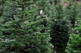 Bristol Parks (@bristolparks) on Twitter photo Blaise Nursery Plant Shop will be open from 3rd - 14th December selling Christmas Trees as well as bulbs, bedding, veg, shrubs, compost and more! <a href="/BristolCouncil/">Bristol City Council</a> <a href="/BlaiseMuseum/">Blaise Museum</a> <a href="/BlaiseGarden/">BlaiseGarden</a> Blaise Nursery Plant Shop will be open from 3rd - 14th December selling Christmas Trees as well as bulbs, bedding, veg, shrubs, compost and more! <a href="/BristolCouncil/">Bristol City Council</a> <a href="/BlaiseMuseum/">Blaise Museum</a> <a href="/BlaiseGarden/">BlaiseGarden</a>