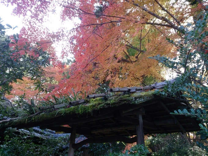 奈良の紅葉なかなかきれいでした!だいぶ散ってきてたけど、落ち葉も色鮮やかで楽しい。見頃は今週いっぱいくらいかもしれない…行けてよかった…! 
