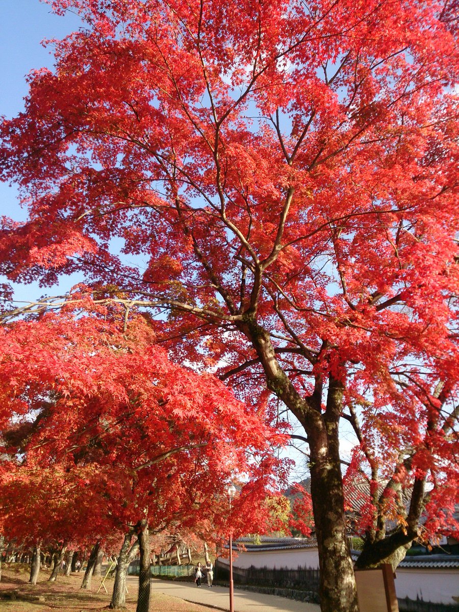 「奈良の紅葉なかなかきれいでした!だいぶ散ってきてたけど、落ち葉も色鮮やかで楽しい」|えふい/Feのイラスト