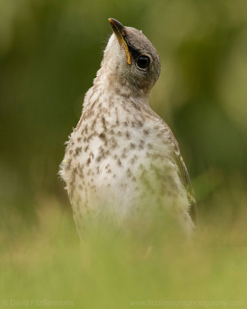 Besides the tilted-head look of this northern mockingbird, this picture works b/c of the beautiful bokeh in front of and behind this curious juvenile. Lake Worth, FL. Nikon D800E, Sigma 18-300mm Contemporary. davidfitzsimmons.com #sigmalens