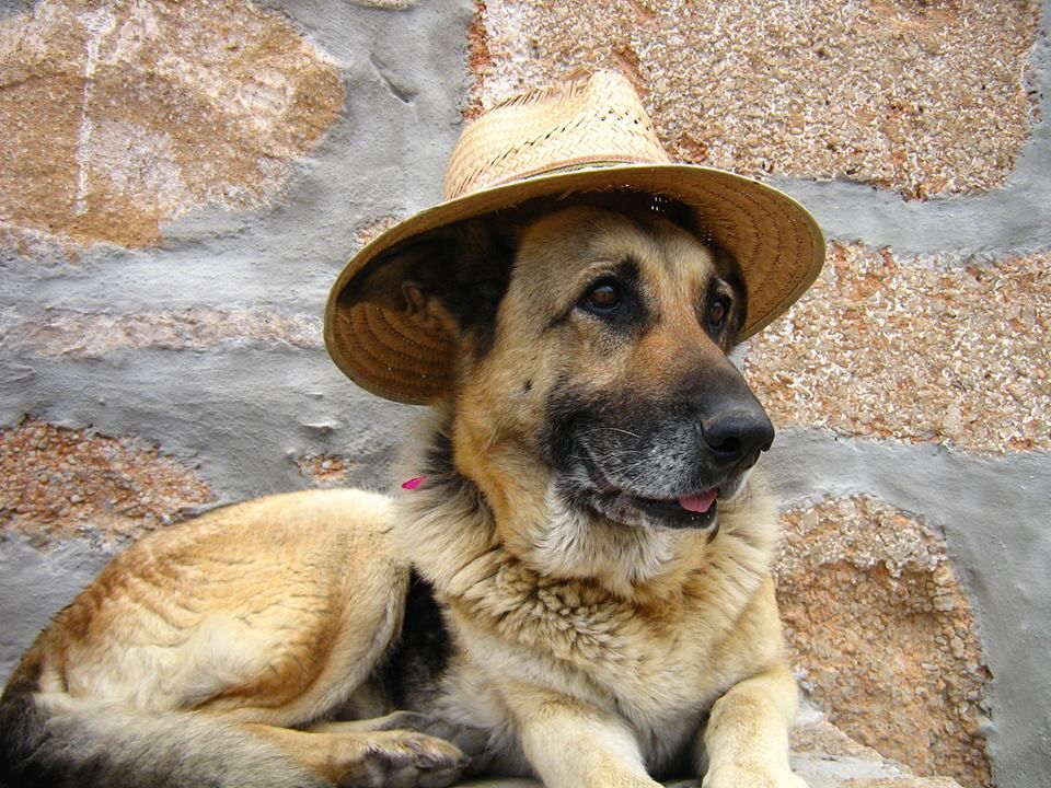 german shepherd hat
