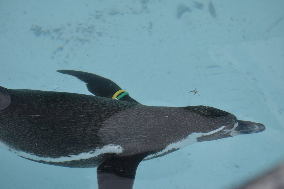 動物園に行こう Twitter Search