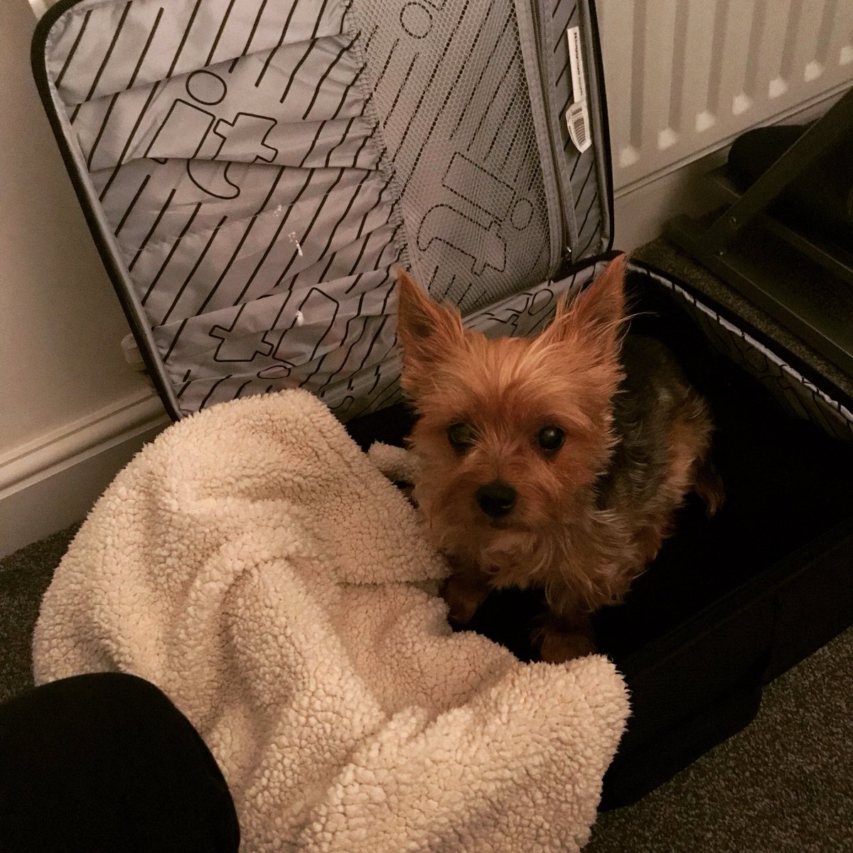 Hello all,
Just a message from our mascot: Suzie would like you all to remember to submit those articles for the deadline in January. Don’t go forgetting about us, or you’ll make Suzie very upset! 
teawiththesphinx.wordpress.com/call-for-journ…

#NotAboveUsingPuppiesForAcademia