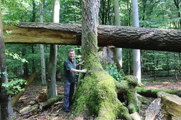 WaldResort Hainich (@WaldResort) / Posts / X