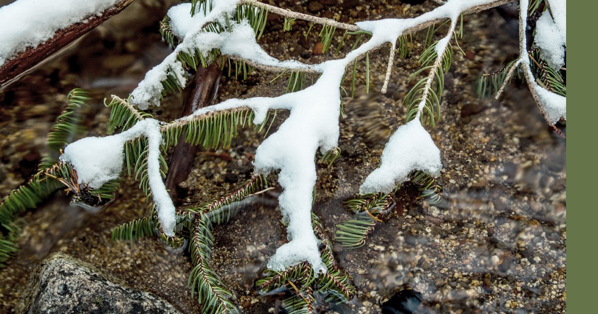 FlyingColPaint's tweet image. The first touch of snow on the pine trees is our favourite sign that Christmas is just around the corner. #FlyingColoursPaint #narcityottawa #winteriscoming