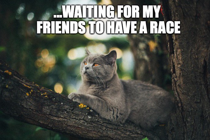 Cat'S'Trophy tweet media