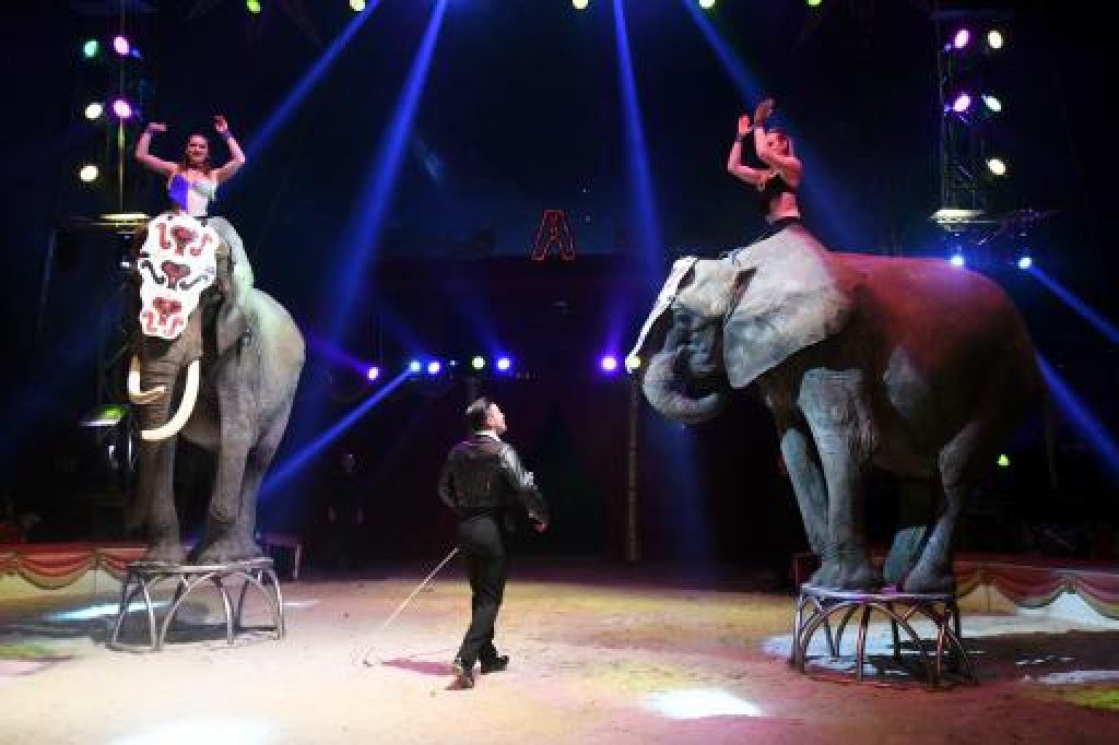 ladepechedumidi's tweet photo. #Montpellier vote l'interdiction des #cirques avec #animaux sauvages sur son territoire #Hérault ‌➡️  https://t.co/GY9sZ9eizL https://t.co/nZ7SMbtZF4