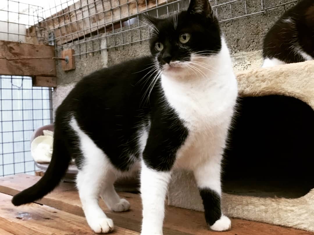 AdopteTonChat's tweet photo. Souriez, vous êtes filmés ! 
Une journée de tournage comme à la maison et au refuge 🐾

Merci beaucoup @F3PaysdelaLoire
pour ce super moment et à la LDAS pour son accueil! #MoinsdAbandonsPlusdAdoptions 

N'hésitez pas à nous filer un coup de patte sur https://t.co/sgsAwY0luI https://t.co/yMl1wV3ocA