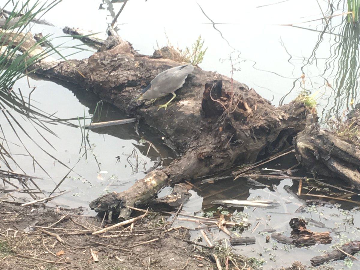 SCVASAudubon's tweet photo. We went location scouting at #EdLevin for #CBC4Kids, and saw this #BlackCrownedNightHeron! Don't forget to sign up here: https://t.co/IEXGjBIVdw #CBC #YoungBirders #FamilyFunEvent https://t.co/qWhXqeiDWI