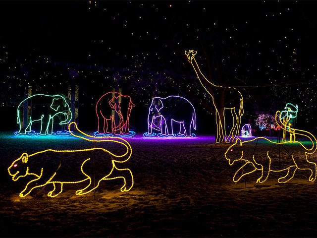 ResoluteBrewCo's tweet photo. Are you bringing the whole herd out for @DenverZoo #ZooLights this holiday season? Make sure you seek out our tap handle, which will be pouring the aptly named Monkey's Wedding Coconut IPA all month long! #MonkeysWedding #HolidaySzn #BeResolute #Denver #craftbeer https://t.co/TZxCkGuDv3