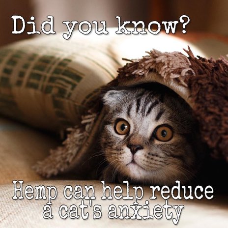 _SAMCBD's tweet photo. #cbd #cbdoil #hemppets #believeinsomething #cannabidiol #befree #anxiety #painfree #painrelief #hemp #hempoil #hempoilcbd #hemphelps #hempheals #hempproducts #hempfacts #cbdheals #cbdlife #cbdhealth #cbdbenefits #anxietyrelief #anxietyhelp #anxietyrecovery #somethingaboutmary https://t.co/yM0kfrviUj