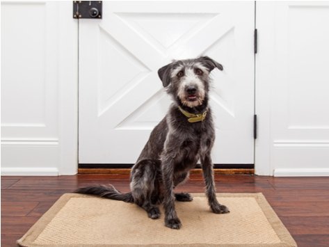 petsability's tweet image. The most common are intestinal parasites (e.g., roundworms, hookworms, Giardia), bacterial infections or overgrowth, dietary indiscretion (e.g., garbage ingestion or an abrupt diet change), and inflammatory diseases (e.g., diet intolerances or allergies)."