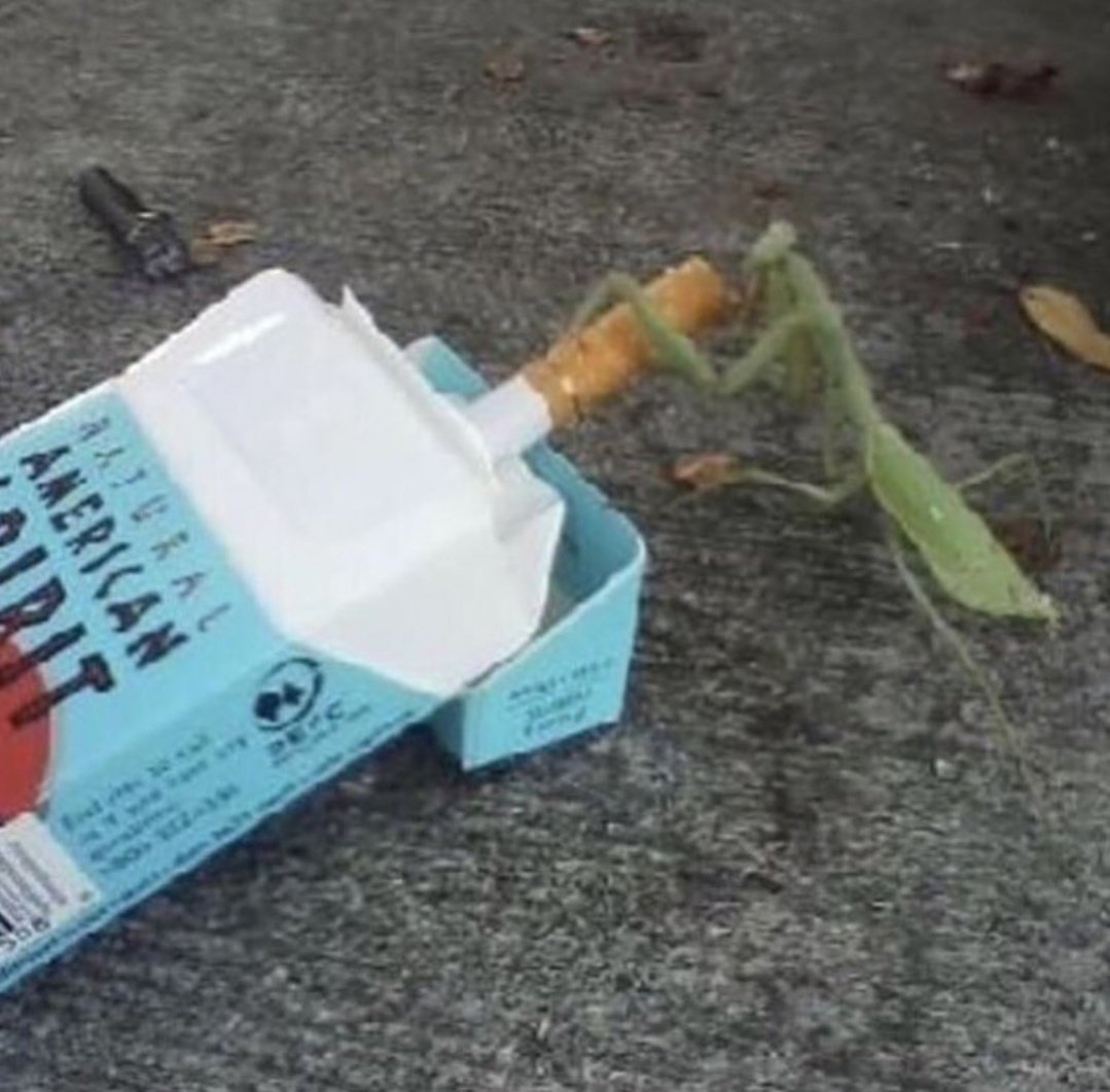 Cigarritos tweet media