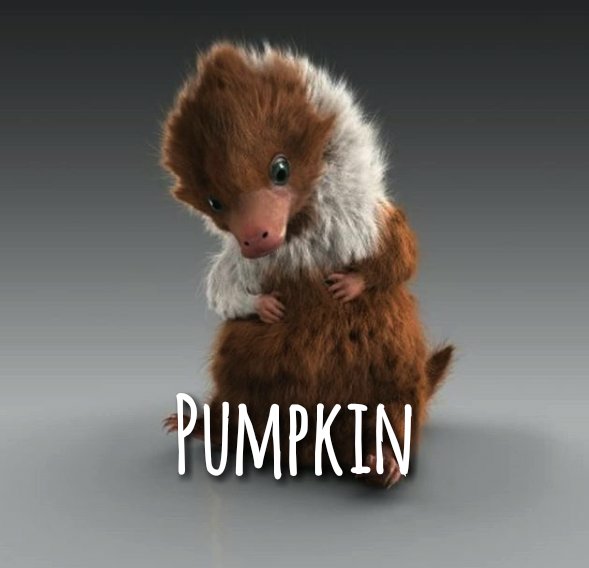 Le Pottertime Sur Twitter Les Bebes Niffleur Auraient Des Noms Pumpkin Pumpernickel Persimmon Et Pistachio Crimesofgrindelwald Twitter