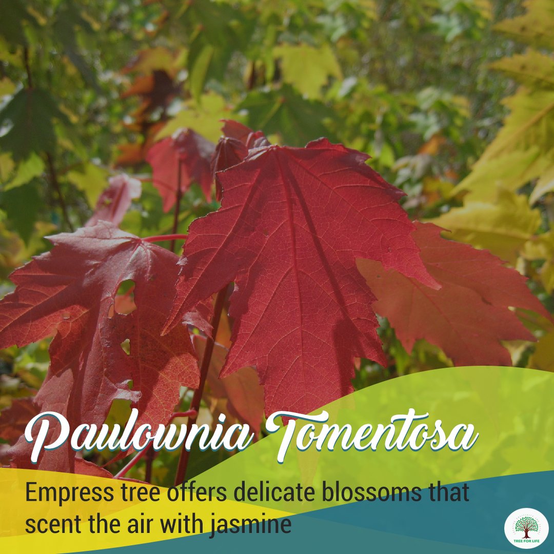 We should care more about the trees. Download the TFL app at bit.ly/2OINmrh

#TreeForLife #SaveTrees #DownloadTFLApp