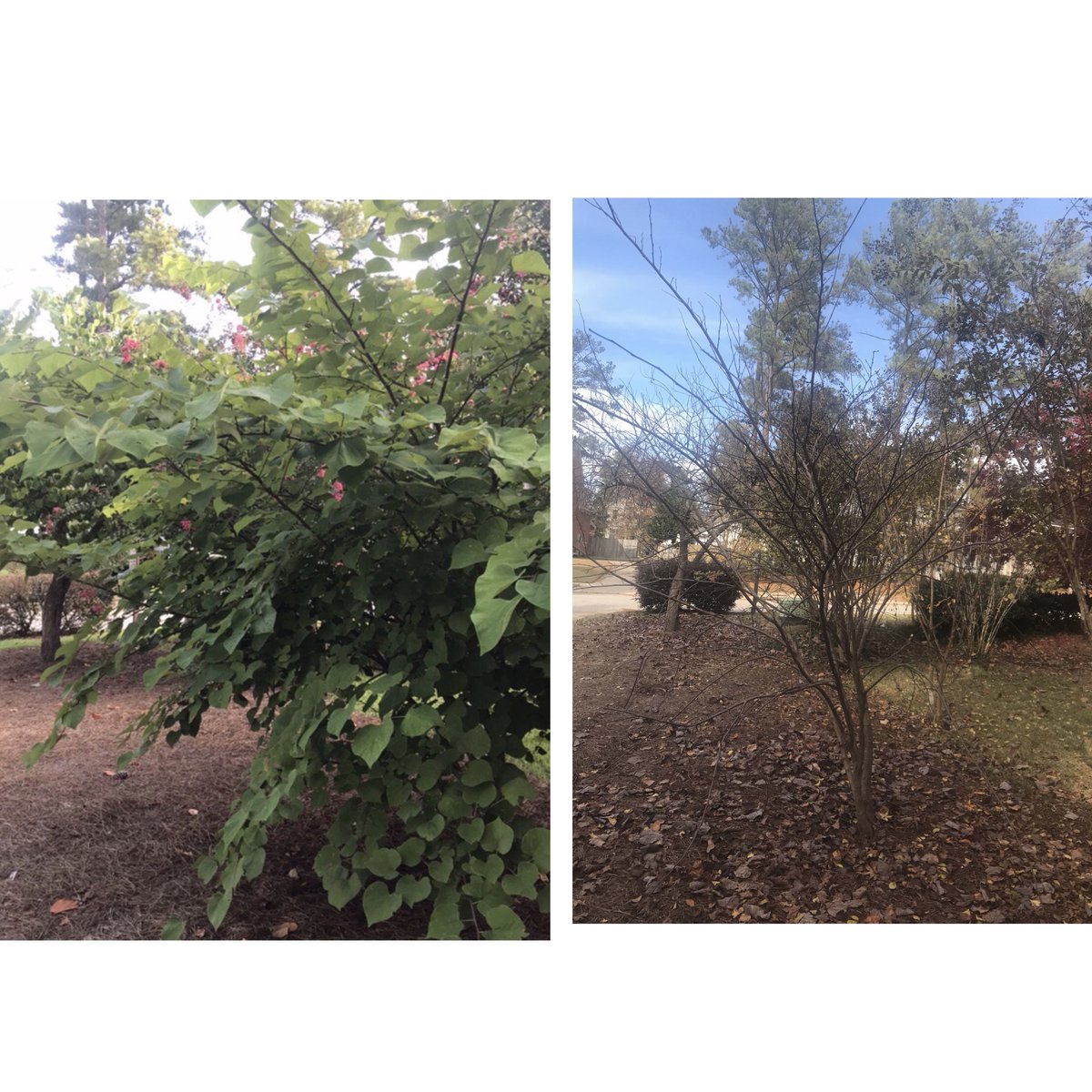 Would you believe that this is the same tree?! We are DEFINITELY transitioning into winter, y’all! 😱.                                                 #ripleaves #winteriscoming #andtheleavesarefalling #wecanhelp #lancedoesitall