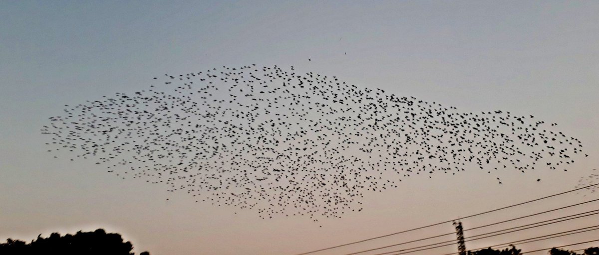 shinde_pinu's tweet image. आकाशात मनसोक्त भरारी घेऊन आयुष्य आनंदी जगण्याची प्रेरणा देणार्या या पाखरांकडे बघुन प्रत्येकालाच असं वाटतं ना की आपलं आयुष्य पण या पाखरासारखंच असावं..??
#माझाक्लिक