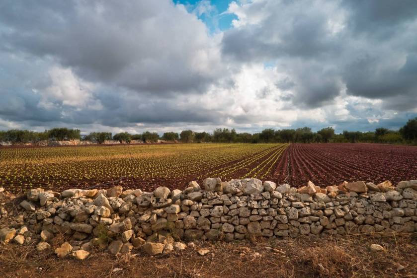 TouringClub's tweet photo. I muretti a secco sono patrimonio dell’Umanita @UNESCO. “Tutelano il territorio, ne migliorano la biodiversità, combattono erosione e desertificazione” >> https://t.co/jtxLfq78C3 https://t.co/SYNpcbDGTU