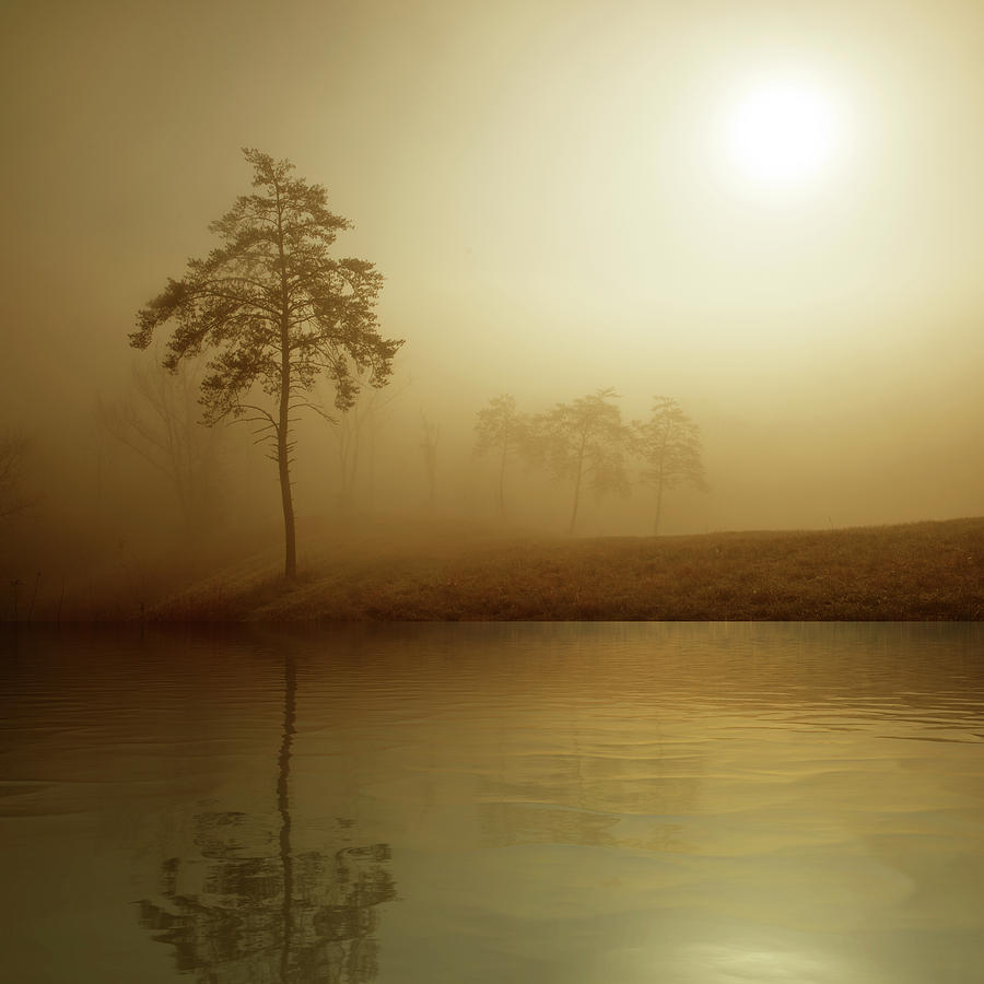 JackieArtCorner's tweet photo. ☀️Living in good and bad situations is part of life, but surviving in all the situations with a smile on your face is the real art of life. 

Have a good day guys!  Keep smiling! I do it even when I am crying! 😆

Foggy Pines #Sunrise #Photograph by #MarcWard #jac https://t.co/XIEiVA4qhP