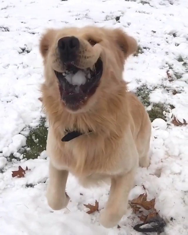 bestwoofs's tweet photo. ~
📷: @joyful_jax
Selected by: @hollysisson
Congrats @joyful_jax — you’re a #bestwoof! Thank you for sharing your woof with us. ~
Follow @bestwoof and tag #bestwoof for your chance to be featured. For accounts with less than 10k followers, tag #bestw… https://t.co/jzc3Rlbdbk https://t.co/zHRRExCiI6