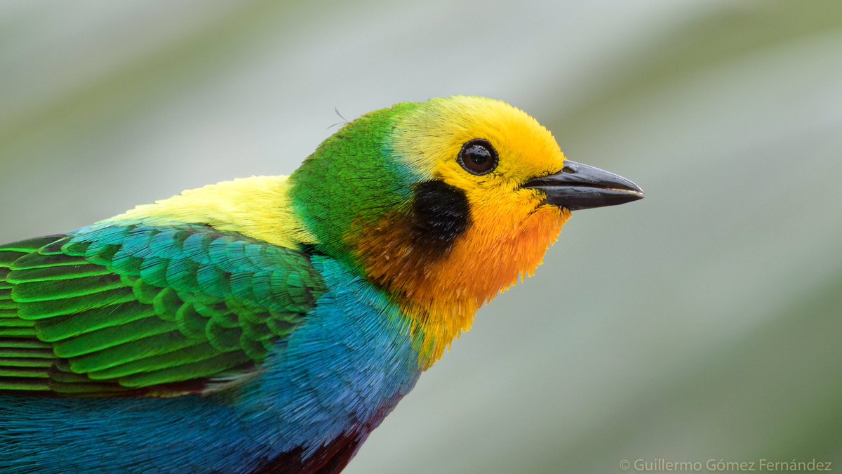 MemoGomezFoto's tweet photo. Perfil de la Tangara Multicolor, considerada por muchos la más hermosa de Colombia (endémica), en mi opinión es la segunda más hermosa del país. Creo que preferir no esta mal, todas son importantes, muy bellas y a todas cuidaremos, las icónicas nos ayudan a conservar. https://t.co/QtYYnbA1RD