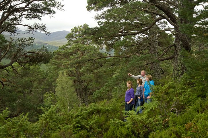 Can you tell a Scots Pine from a Sitka Spruce? Would you recognise a Silver Birch if you saw one in the forest? We can help you tell the woods from the trees - check out our guide to native Scottish trees: scotland.forestry.gov.uk/activities/tre… #NationalTreeWeek
