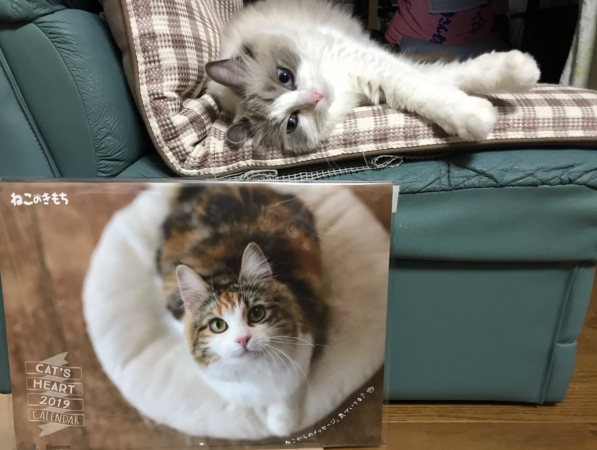 ねこのきもちカレンダー