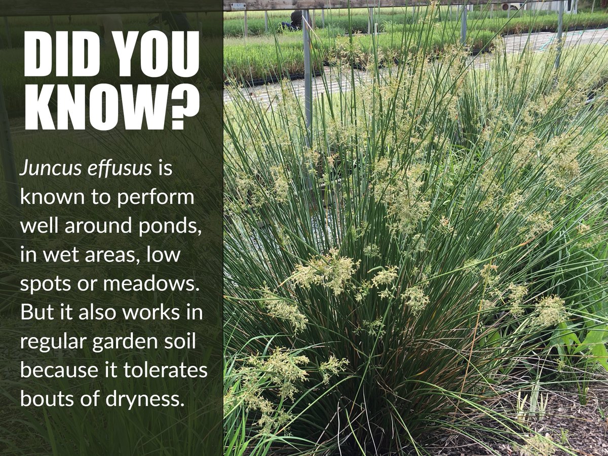 GrassSolutions's tweet photo. Juncus effusus is known to perform well around ponds, in wet areas, low spots or meadows. But it also works in regular garden soil because it tolerates bouts of dryness. #HoffmanNursery #WeGrowGoodGrass https://t.co/d6DiIVyfnM