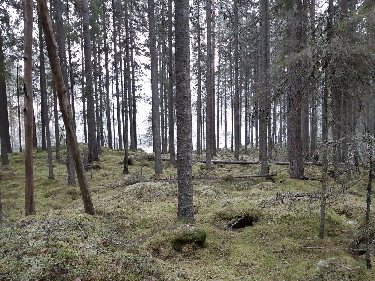 SuuntaJyvaskyla's tweet photo. Tänään #kurkocup tarjoilee todellista herkkua, kun siirrytään kaupungin sykkeestä korven kätköihin SurkeeKurkoon! https://t.co/GpSuuHOv3L Lähestyvän joulun kunniaksi tarjolla myös piparia🍪 https://t.co/0kwmNeHmIY #suunnistus #surkee https://t.co/Aqjy9oeDrq