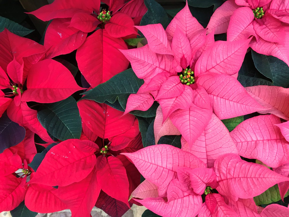 Merriments Gardens tweet media