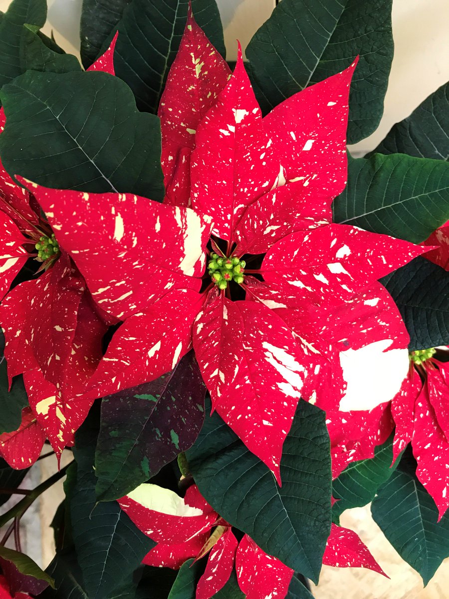 Merriments Gardens tweet media