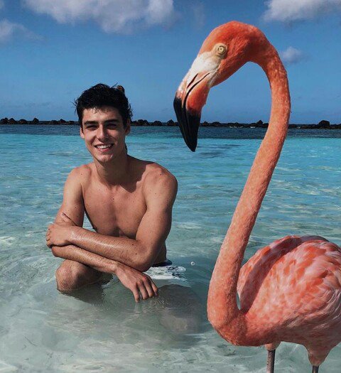 Two bird flocks together