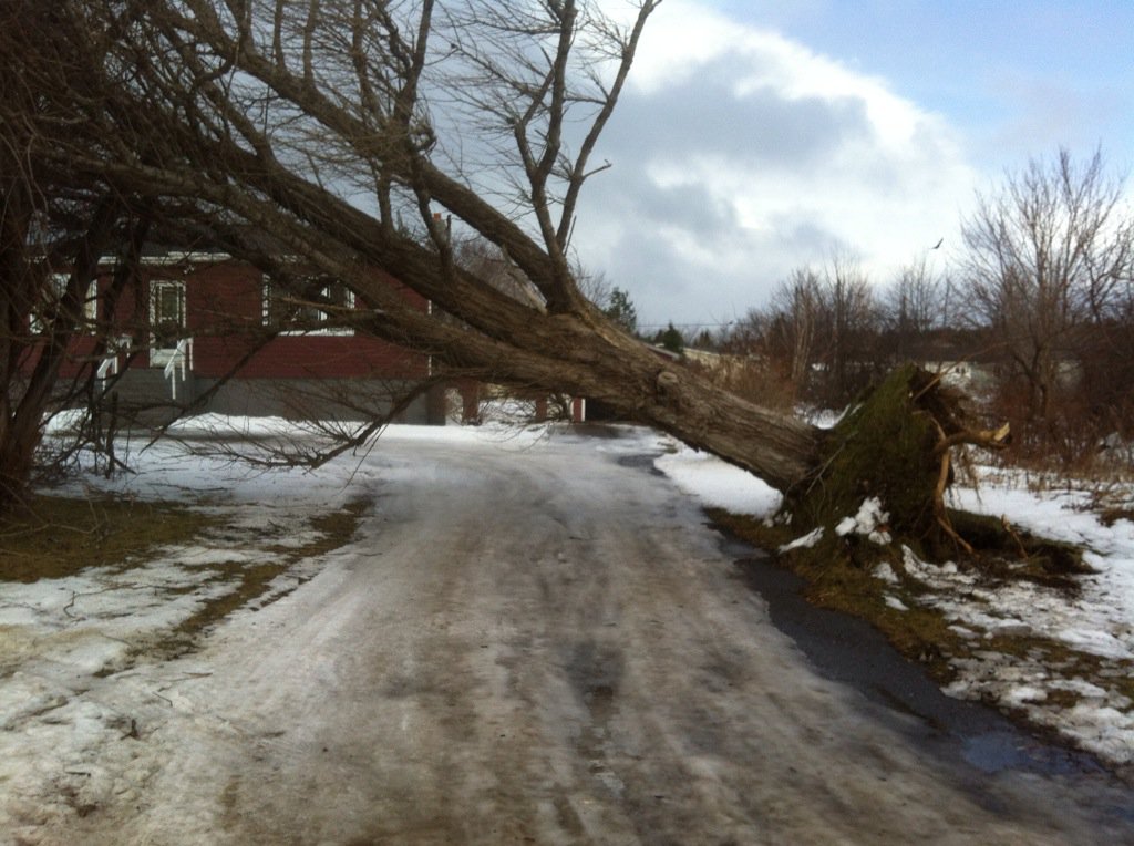 #StarNL This large hardwood tree on St. Clare Avenue in Stephenville was uprooted with the high winds overnight.