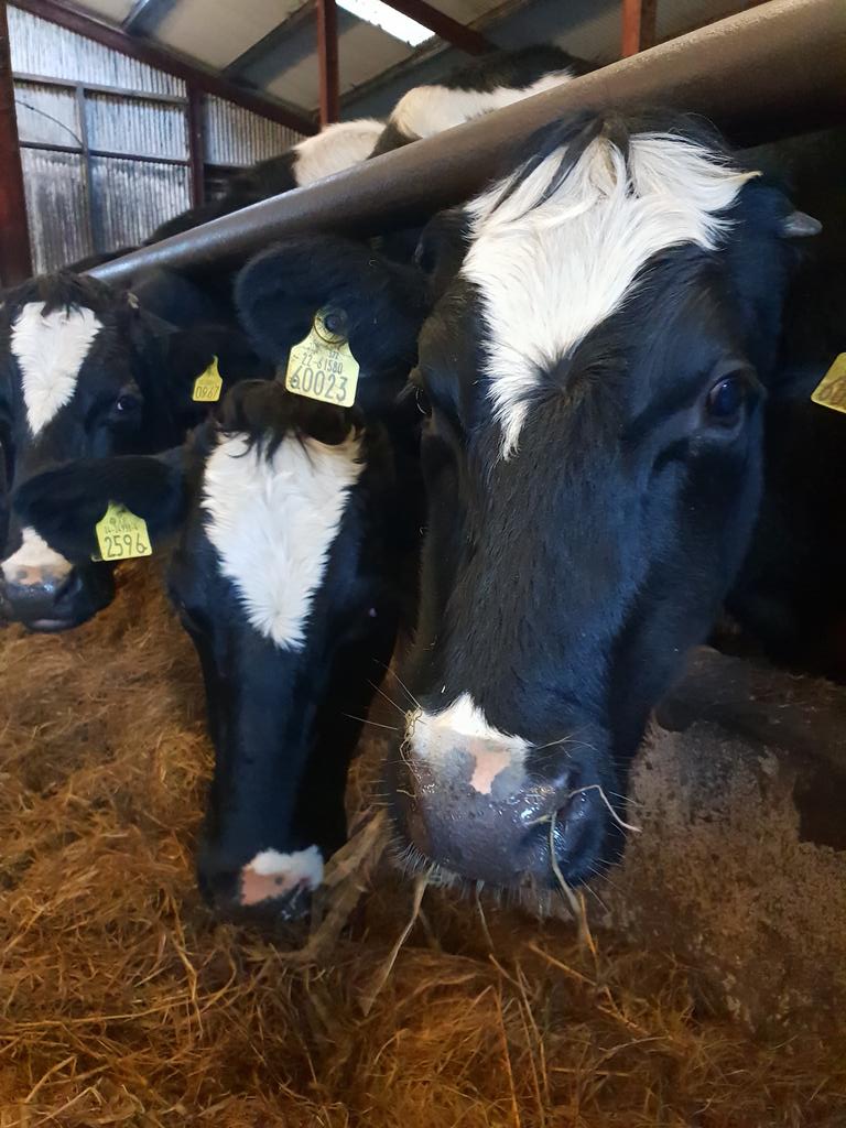 cassiustweets's tweet photo. Now which of you girls is willing to behave well enough for a photoshoot with @labougielucy ? #extranuts #cropcandles #diversification #teamdairy https://t.co/UDPSqIqJ35