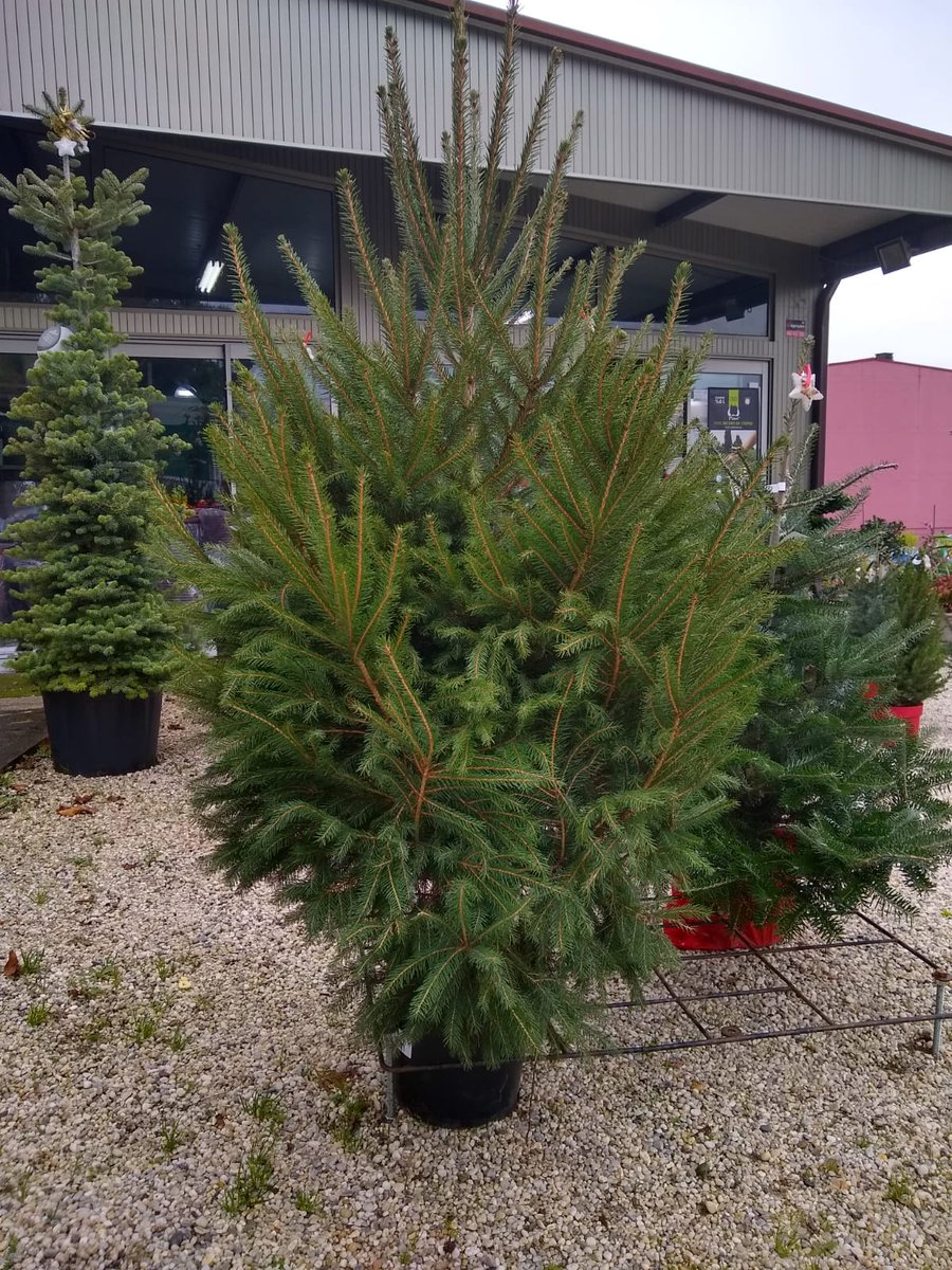 terras_jardin's tweet image. Terras jardinería #seixo #marin  #abies #picea #excelsa #jardinería #coniferas #piceapungens #picea #arboles #jardinería #coniferas #piceapungens #bueu  #picea #arboles #tree #arbre #Christmas #Xmas #Navidad #Kerstmis #Natale #natal #morrazo #cangas