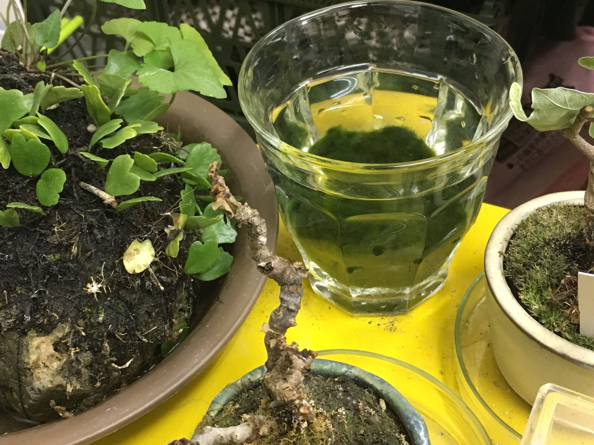 号泣 6年間可愛がってきたマリモの正体実は化学繊維だったことが判明 話題の画像プラス