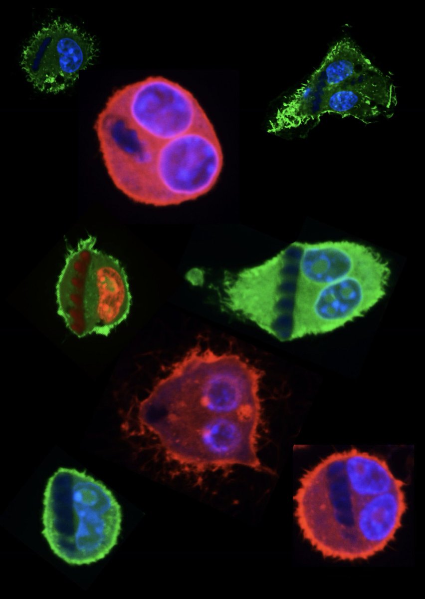drhakanceylan's tweet photo. Thanks everyone participating in #MRSfall2018 and voting for us in #science as #art competition. Our image has been voted for the second place winner π #f18mrs @CerenGrp should get the major credit for taking the nice confocal images ! https://t.co/AAQK3daGW6