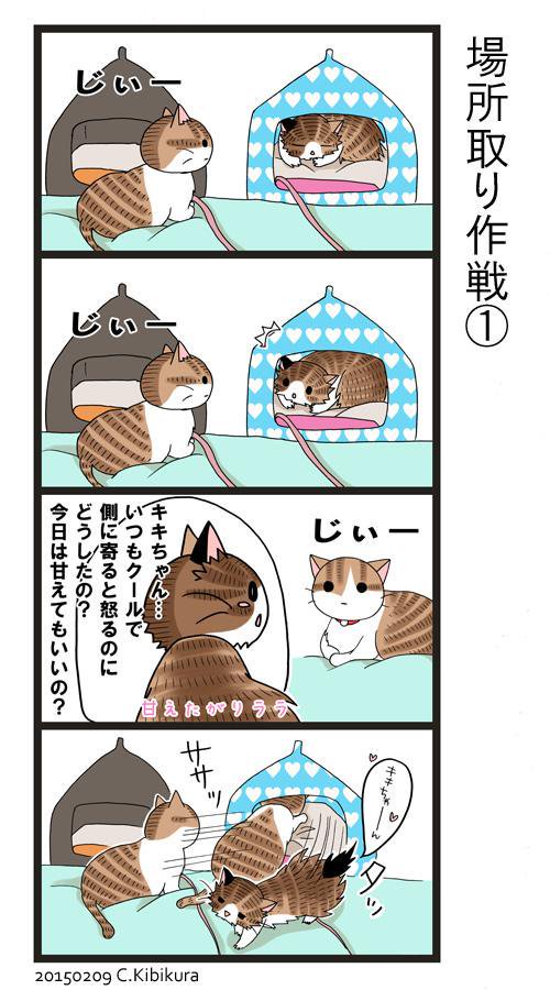 キビクラチサト 過去漫画より よくララとキキは寝場所の奪い合いしてたな と 今キキはこの部屋に１人になっちゃったけど 日々気分で寝る場所を変えてますw なので この 狭い部屋の中にキキの寝場所が７ヶ所もあるよ ゼータクなww 猫漫画 ネコ漫画