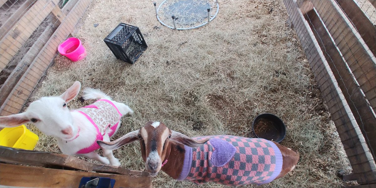 Sacha Fenimore tweet media