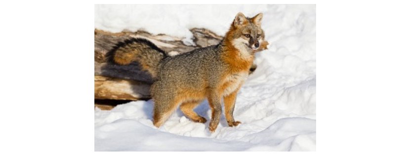 Peleewinery's tweet photo. "The 42 square-km Pelee Island is home to the only confirmed breeding population of grey foxes in the country."  Learn more here:  https://t.co/bVYh0SA2XM

Pelee Island Winery pays homage to the grey fox on the Ruggles Run Gamay Zweigelt VQA label.
#peleeislandwinery #mypelee https://t.co/suZYo9L3cl