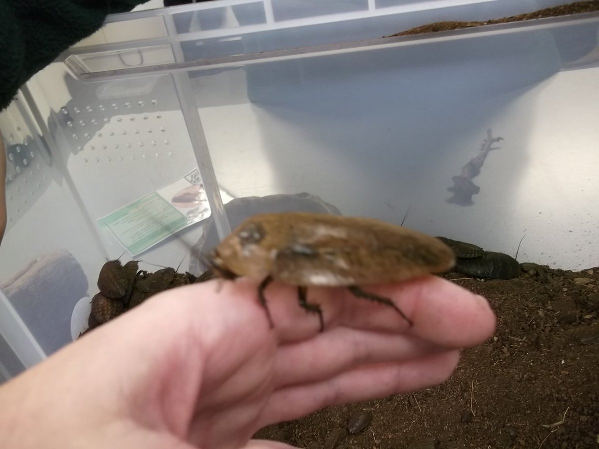 Hadlow_College's tweet photo. Level 3 students at our Canterbury campus today, preparing peppered cockroaches for transfer to our new invertebrate centre,which enables students to get hands-on with even more species! Come along to Saturday’s open day and talk to us about helping you get the career you want. https://t.co/S6RxnGmWEC