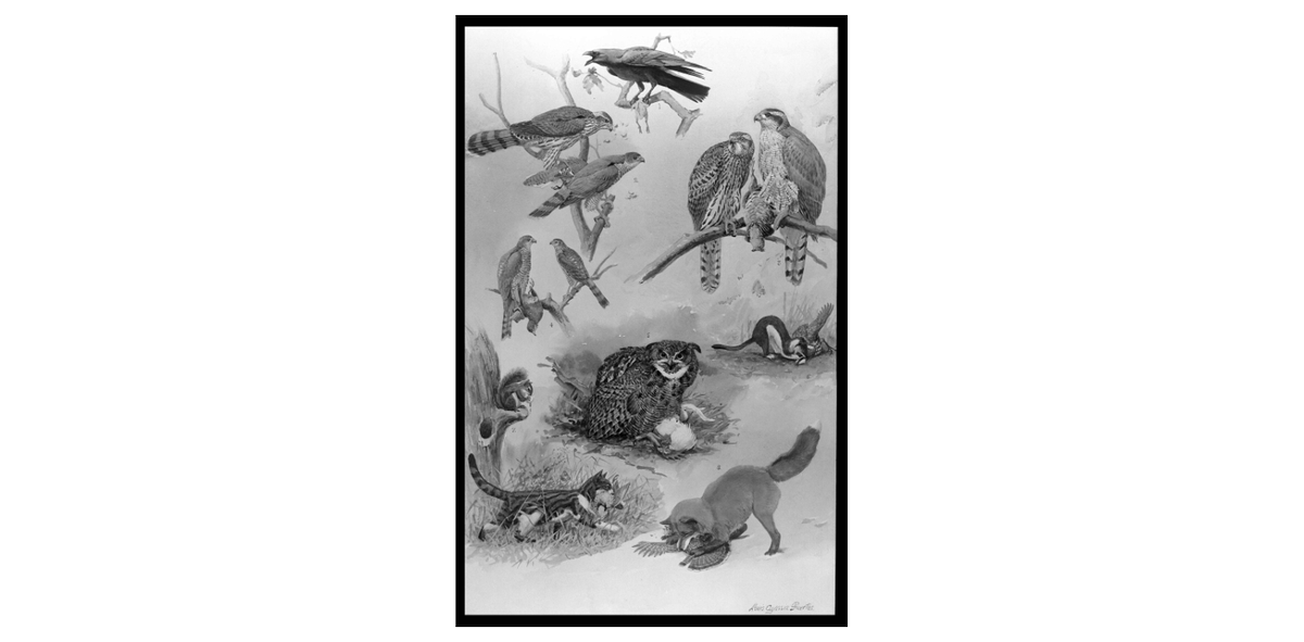 nysarchives's tweet photo. #TBT "Black List" of #Birds and Animals that Work Against Conservation, 1919. Painted by ornithological artist #LouisAgassizFuertes (1874-1927) #birds #wildlifeart #crows #hawls #owls #weasels #squirrels #fox #feralcat https://t.co/ZcFjHkT3ON https://t.co/9EJD43V7N8