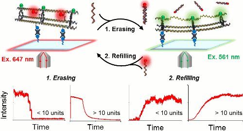 CosaGroup's tweet image. Casey and @AmaniHariri20&apos;s study on wireframe DNA nanostructure kinetics has been published in @acsnano! Check it out here: pubs.acs.org/doi/10.1021/ac…