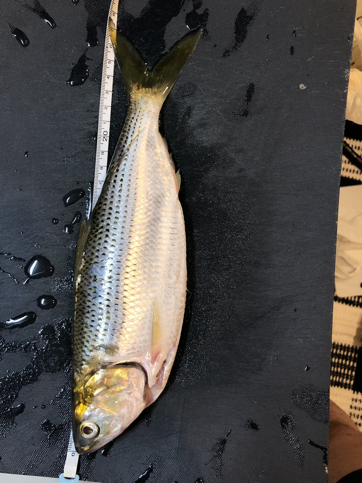 馨 入れ食い コノシロ ナカズミ コハダ シンコ あ 出世して名前が変わるだけで 全部同じ種類のやつで シンコ 8センチ未満 コハダ 8 10センチくらい ナカズミ 11 15センチくらい コノシロ 16センチ 若洲海浜公園